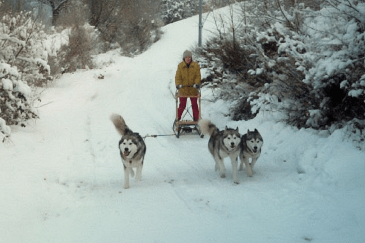 Animali da lavoro e da gara