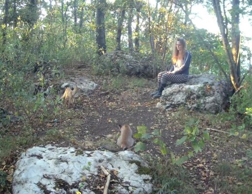 Comunicare con gli animali selvatici