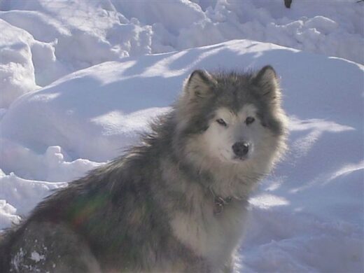 Animali e reincarnazione