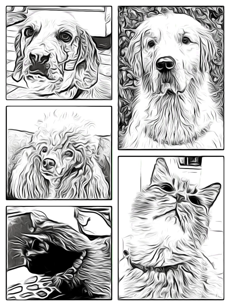 commemorare un animale dopo la sua perdita