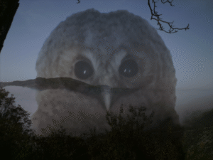 Shamanic Animal Communication & Healing